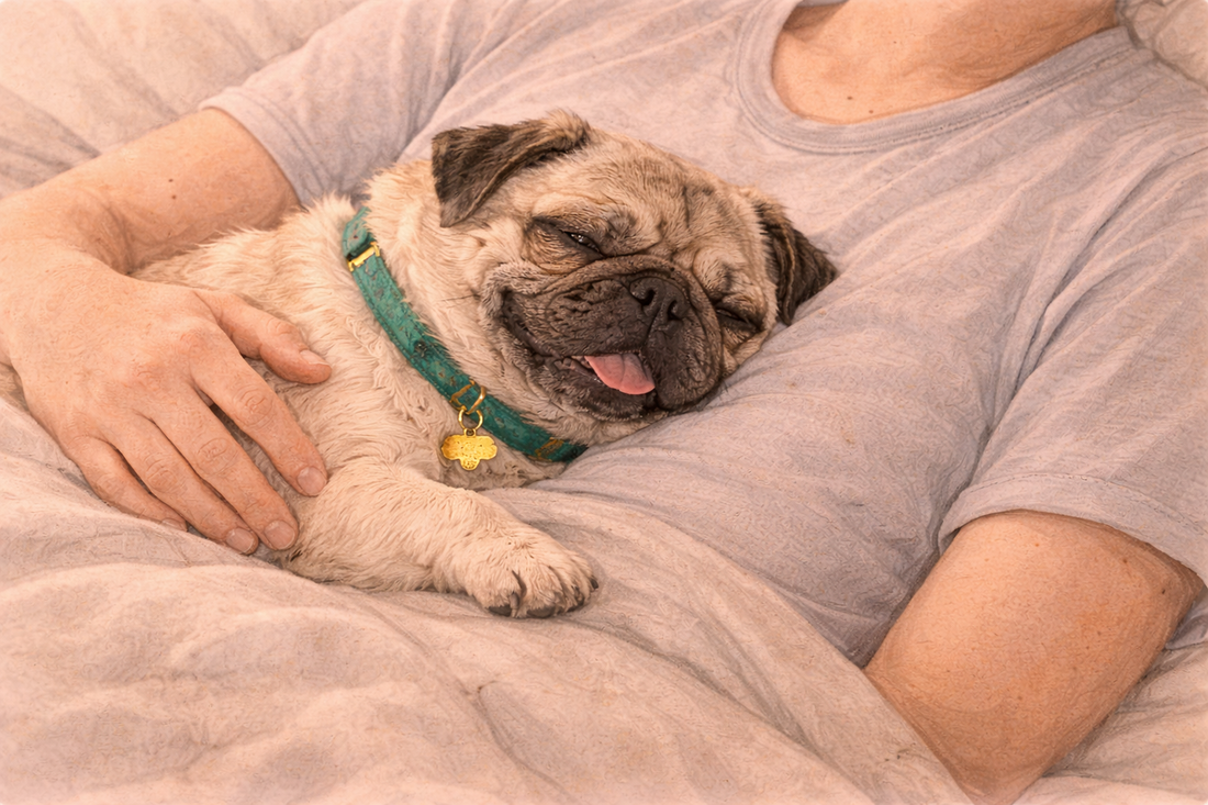 Separation Anxiety in Dogs: Symptoms & Solutions