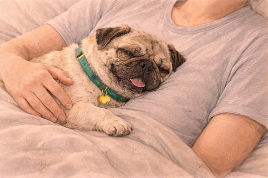 Separation Anxiety in Dogs: Symptoms & Solutions